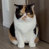 大人になった猫