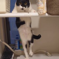 足を下げる猫1