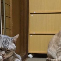 キッチンにいた猫たち