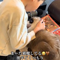 頭をなでられる猫