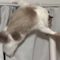 タワーにタッチする猫（アップ）