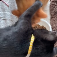 茶色の猫にパンチする黒猫