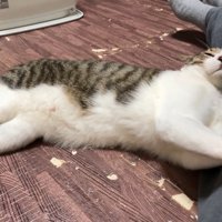 人に寄りかかる猫