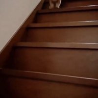 急いで階段を駆け下りる猫
