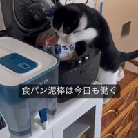 炊飯器の中に入った食パンを袋ごとくわえている猫