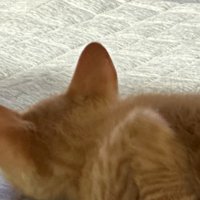 寝ている子猫
