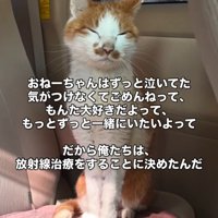 車の中で座る猫