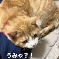 気付く猫