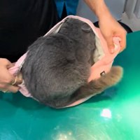 バッグの上に座る猫