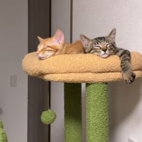 キャットタワーで寝る2匹の猫