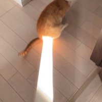 おしりに日光が当たる猫