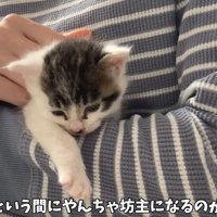 テロップ「あっという間に～」
