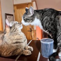 一緒に過ごす猫たち