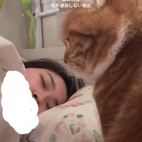 飼い主の枕元で画面左側を見つめている猫