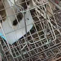 捕獲器に入ったキジ白猫