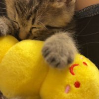 ぬいぐるみに前足を乗せて眠る子猫