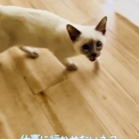 飼い主さんに向かって鳴く子猫