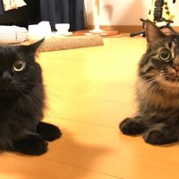 黒猫とトラ模様の猫