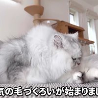 座って本格的に毛づくろいするモルンさん