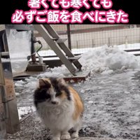 雪が積もる外にいる猫