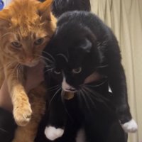 男の子に抱っこされて静かにしている2匹の猫