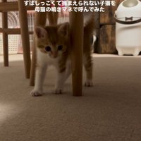近づいてくる子猫
