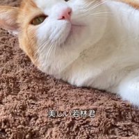 寝転がる猫
