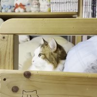 虚空を見つめる秀吉