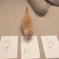 3枚の紙と猫