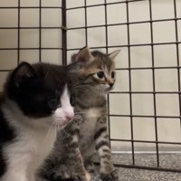 子猫の横顔