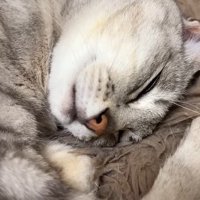 マロちゃんのアップ