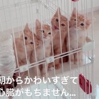首を傾げる子猫たち