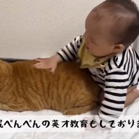 猫をなでている赤ちゃん