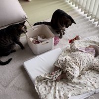 赤ちゃんがオモチャを振り上げそれも見つめる猫