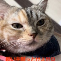 目をそらす猫