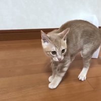 威嚇している猫