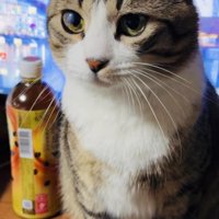 テーブルの上に座るキジ白猫