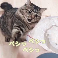 猫パンチする猫