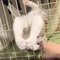 ハンモックでくつろぐ猫の写真5