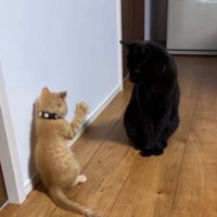 後ろ足で立ち上がって、前足を広げる子猫