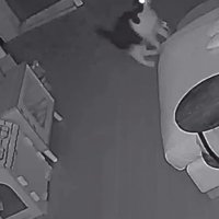 止まる猫