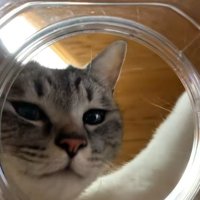 瓶を覗くキジトラ