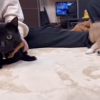 カメラの方を向く猫