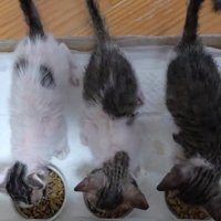 並んでごはんを食べる子猫たち