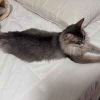 ベッドに寝そべる猫