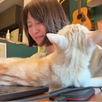 噛むのを止めない猫