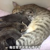 ママと子猫たち