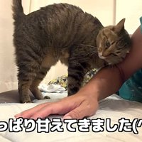 飼い主にすりすりするキジトラ