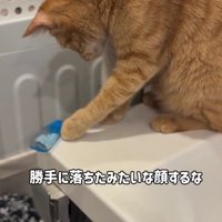 目薬を落とす猫