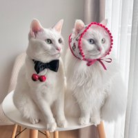 さくらんぼの衣装で座る二匹の猫